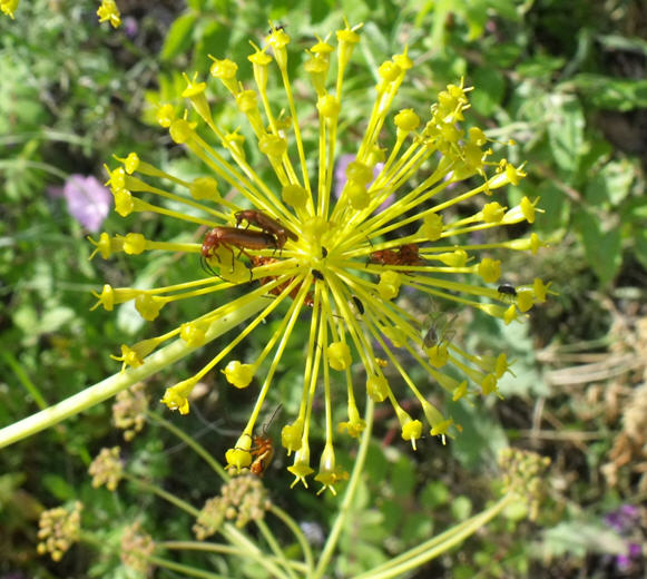 Rhagonycha fulva
